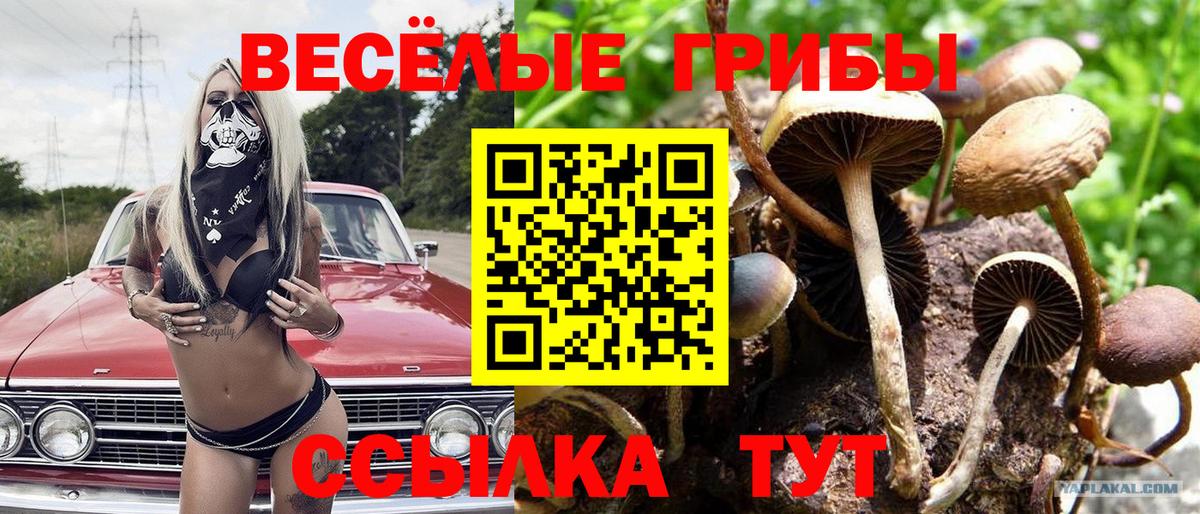 Галлюциногенные грибы Psilocybe Златоуст